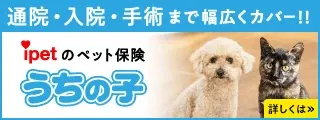 ipetのペット保険うちの子