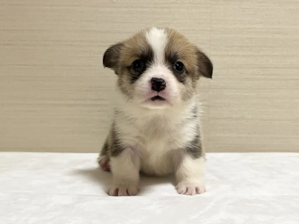 コーギー(8/28生)