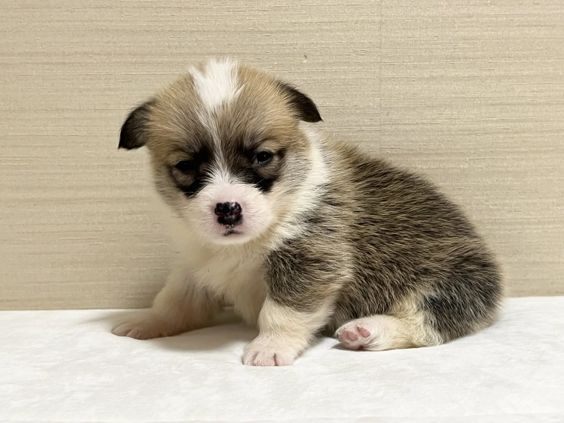 コーギー(8/28生)