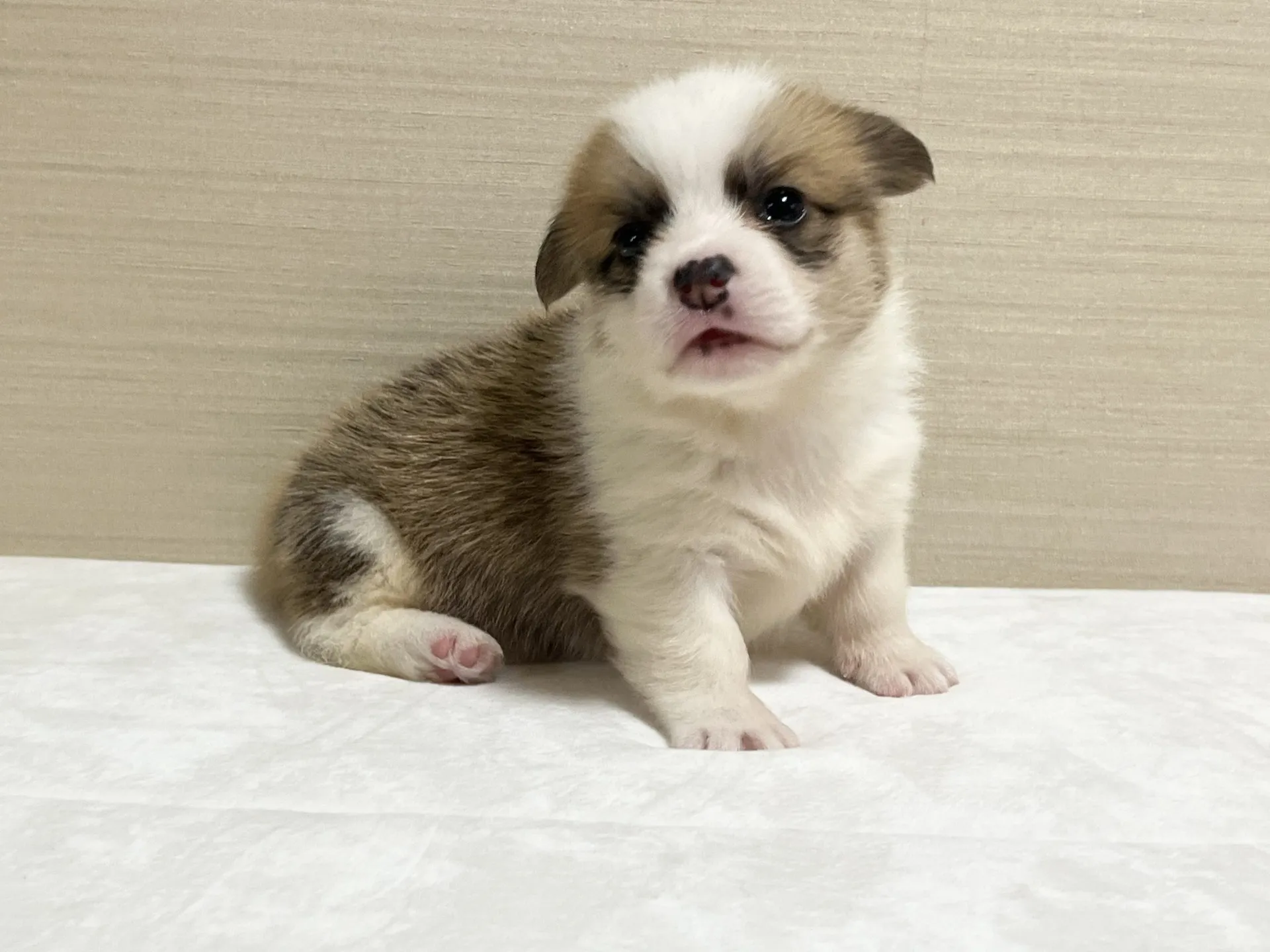 コーギー(8/28生)