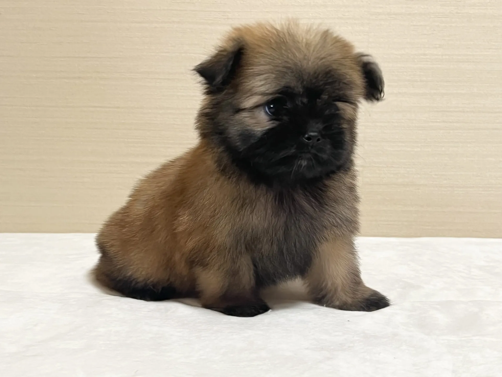 ポメラニアン×シーズー(8/1生)