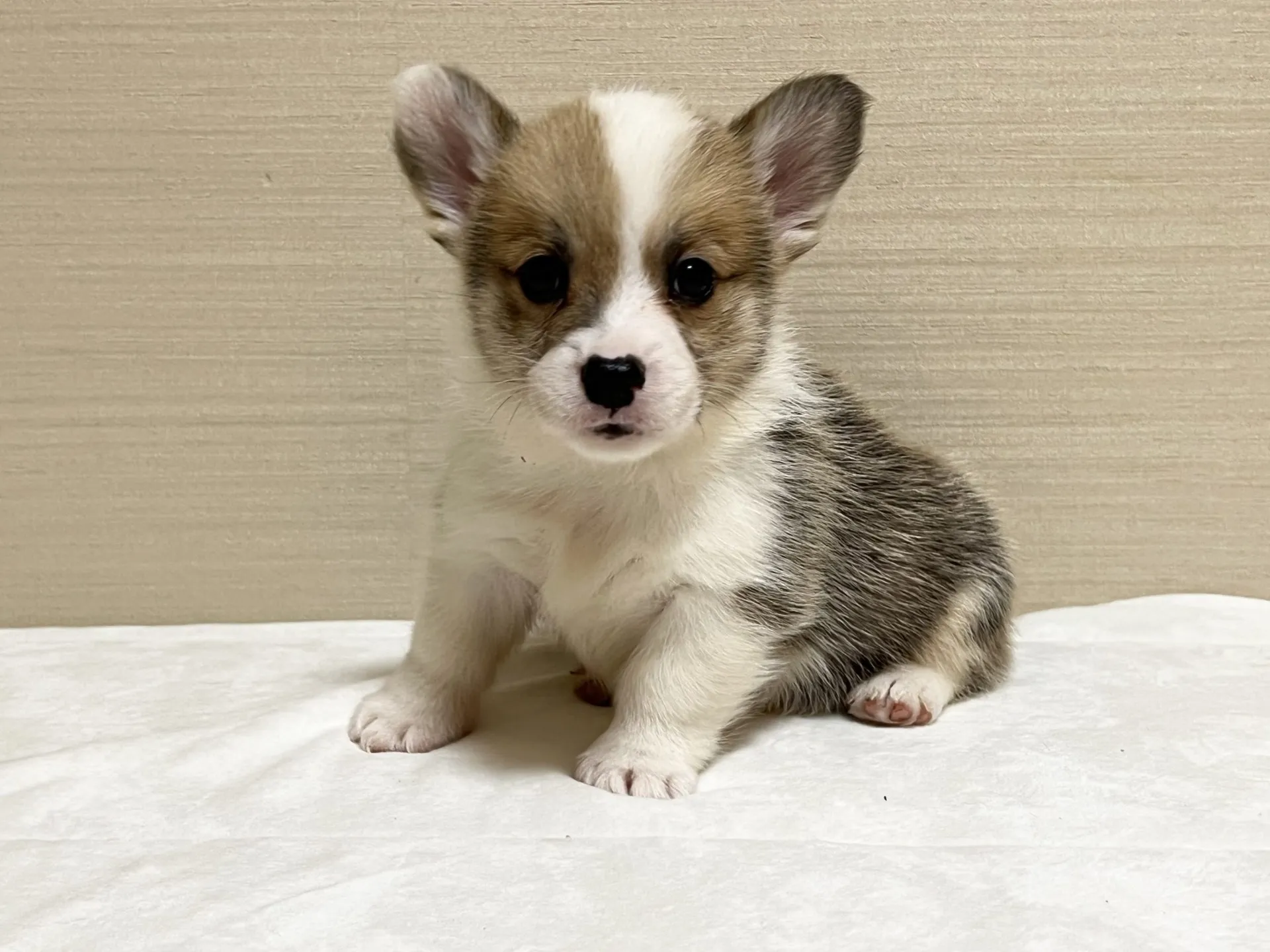 コーギー(8/28生)