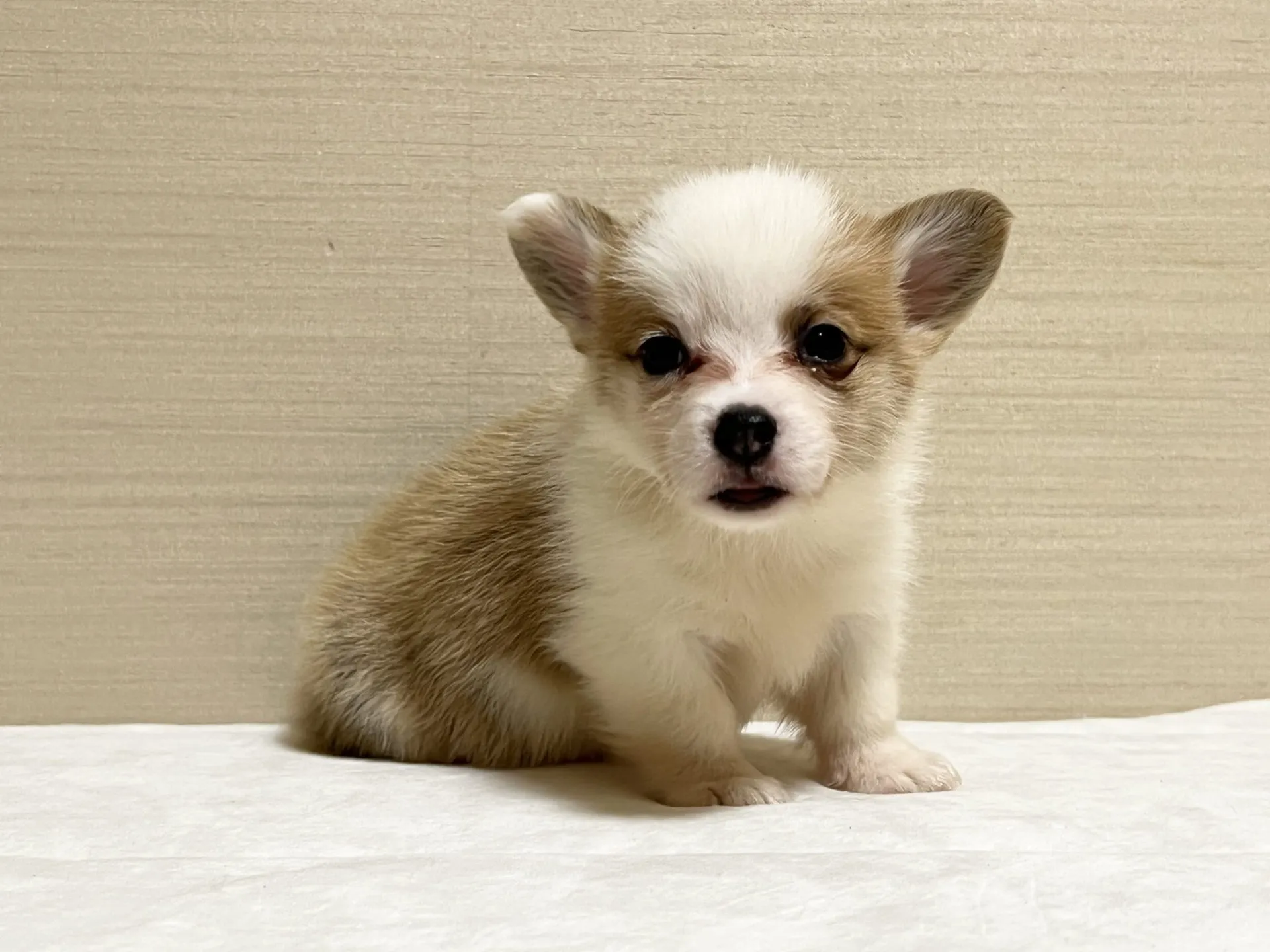 コーギー(8/28生)