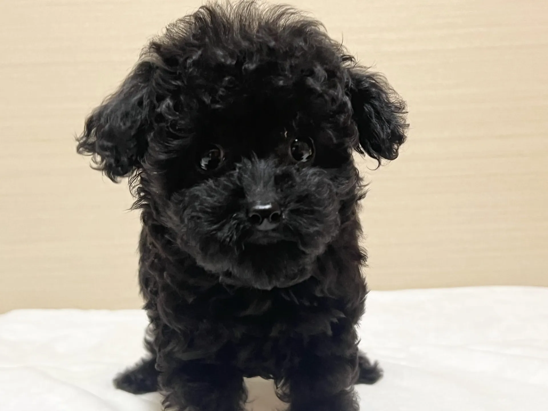 プードル(7/25生)