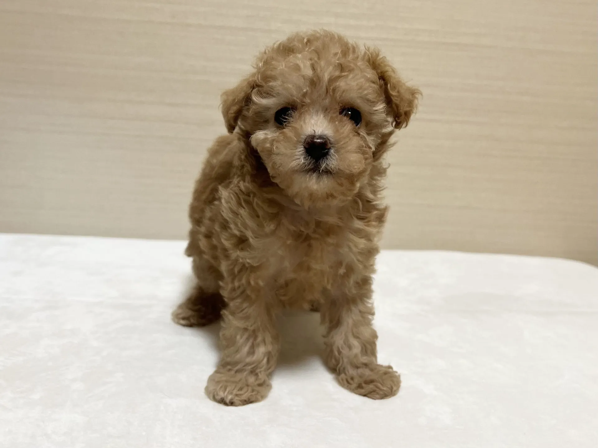 プードル(9/10生)