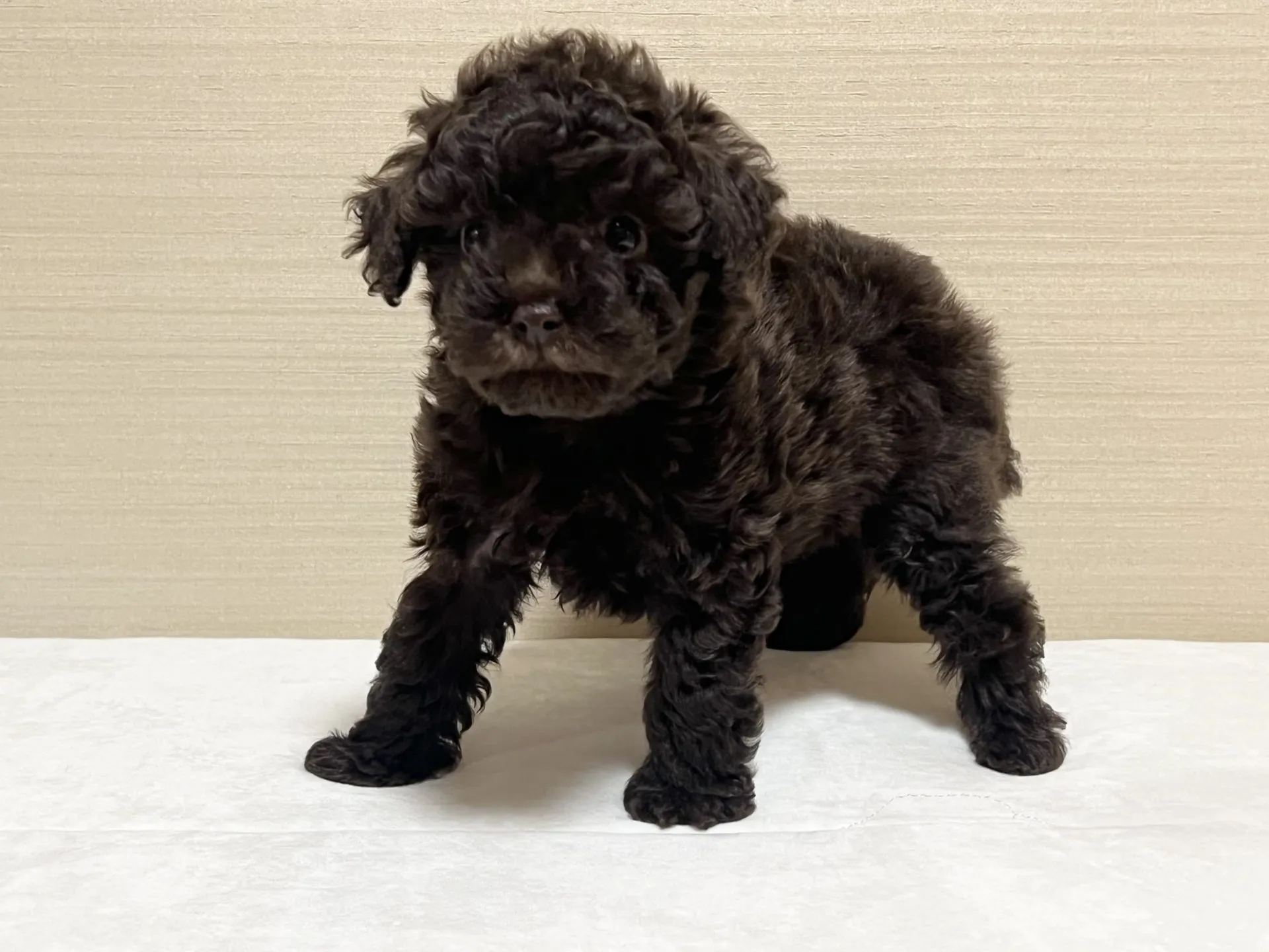 プードル(9/10生)