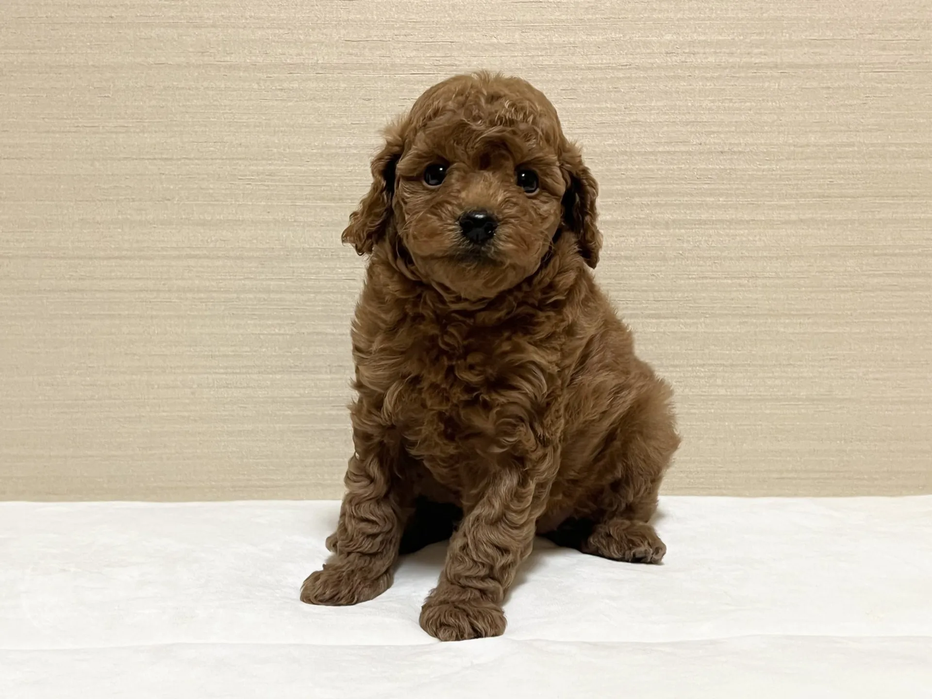 プードル(9/25生)