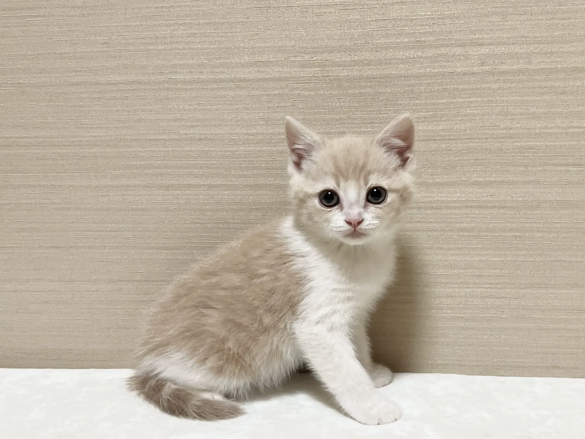 スコティッシュフォールド(11/19生)