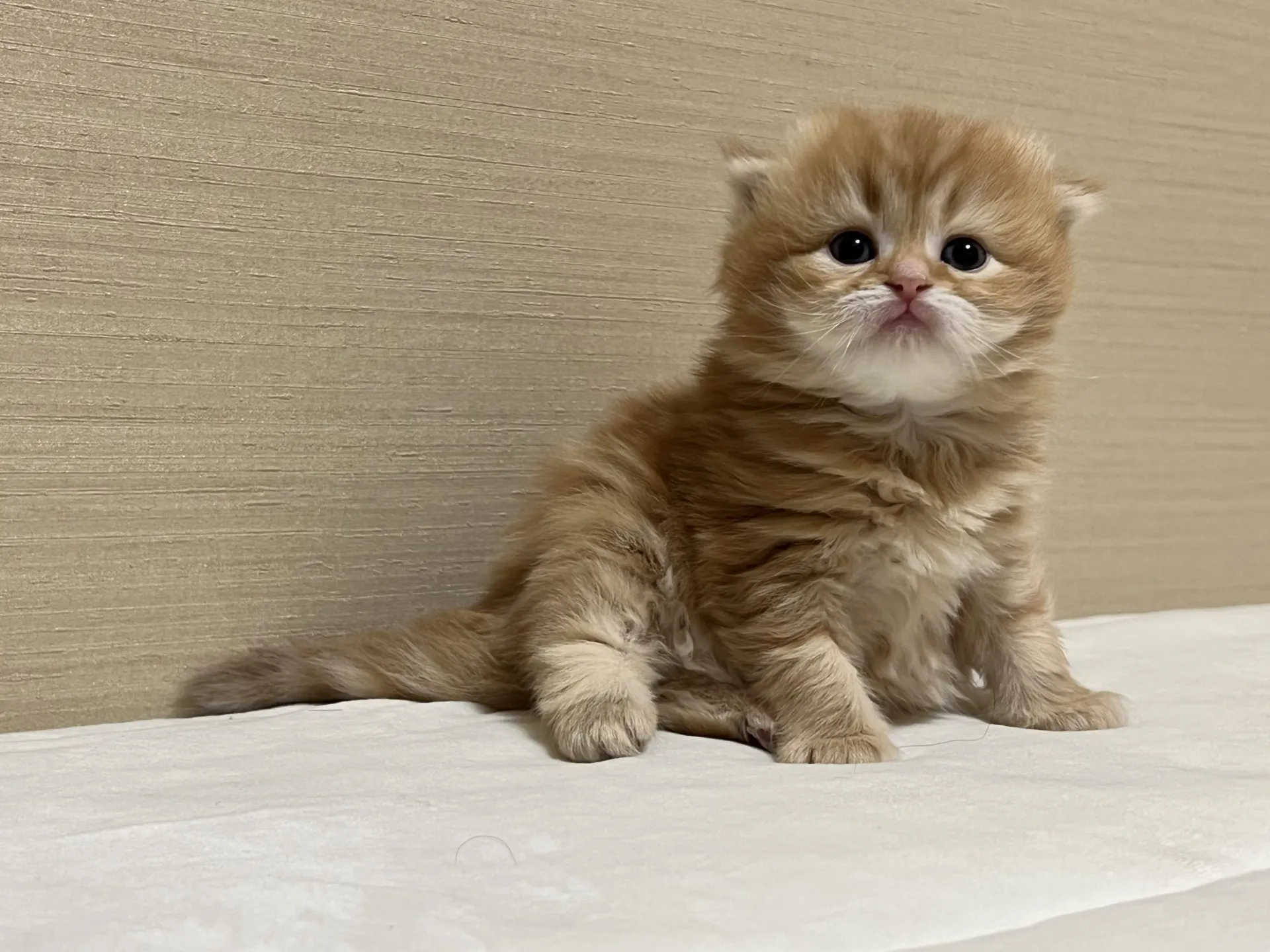 スコティッシュフォールド(1/1生)