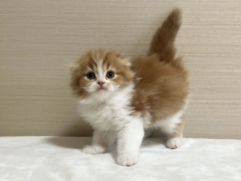 スコティッシュフォールド(3/3生)