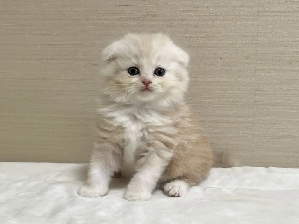 スコティッシュフォールド(3/3生)