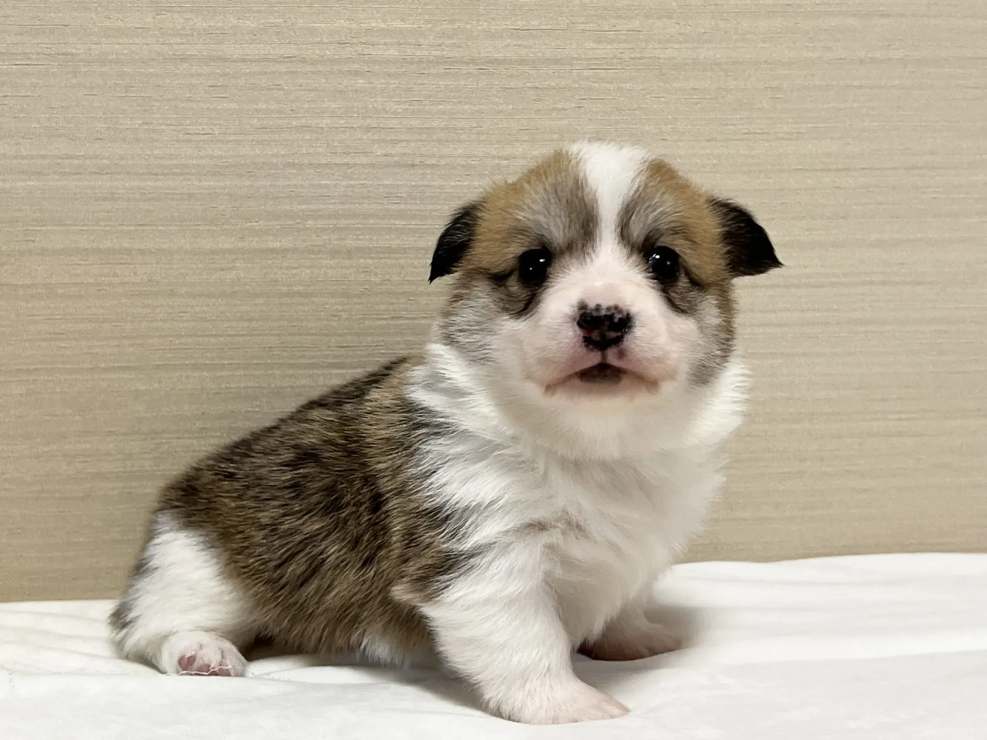 コーギー(11/11生)