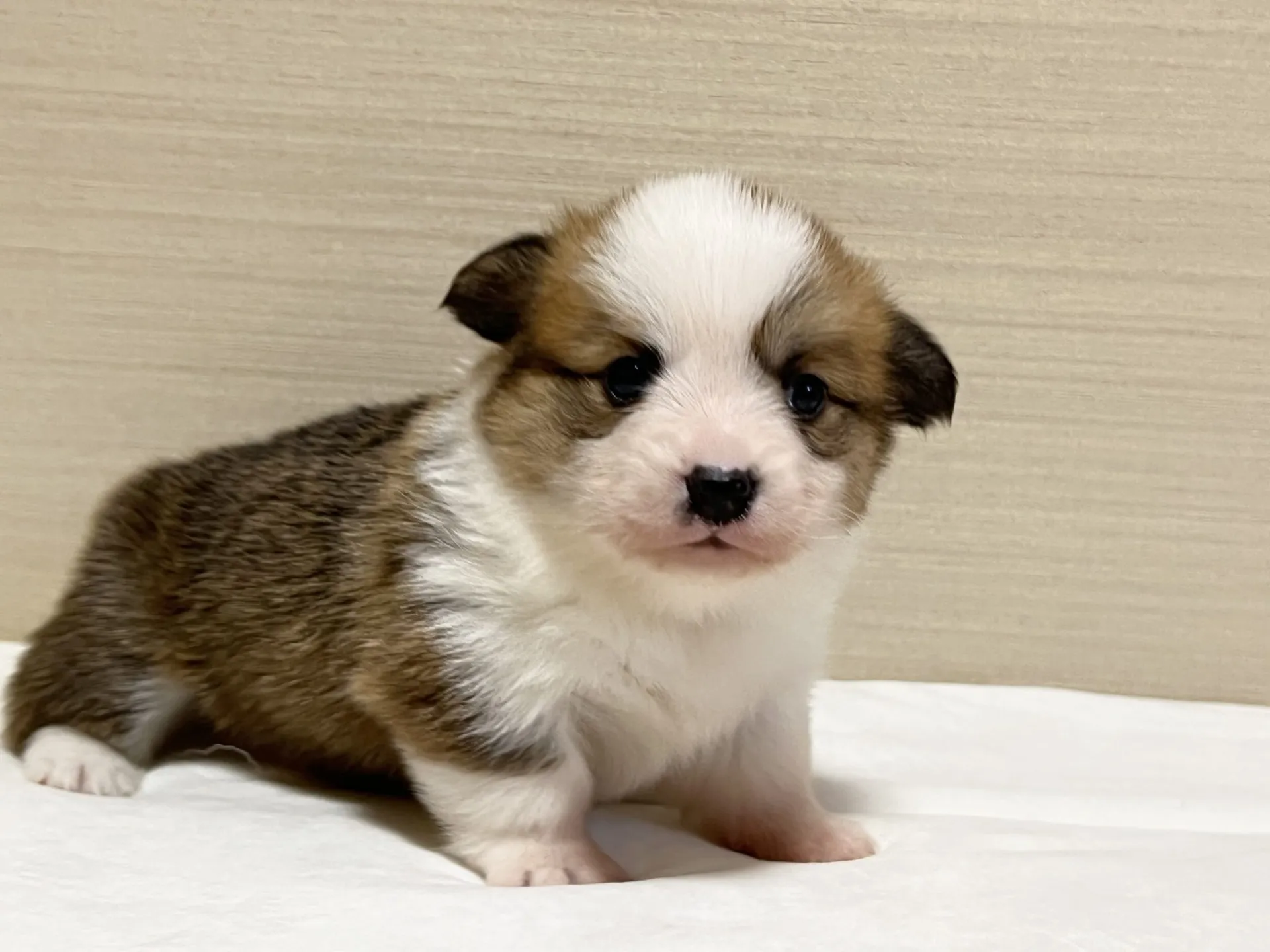 コーギー(11/11生)