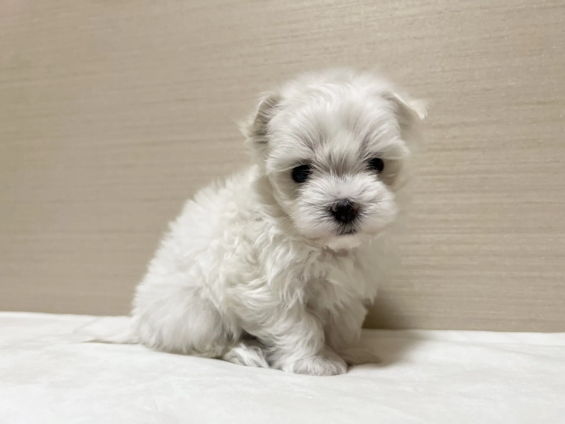 マルチーズ(10/30生)