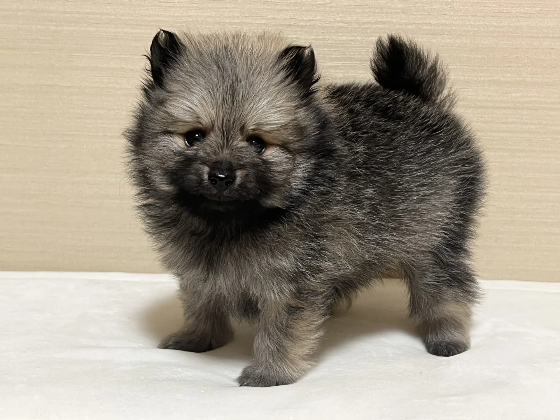 ポメラニアン(12/26生)