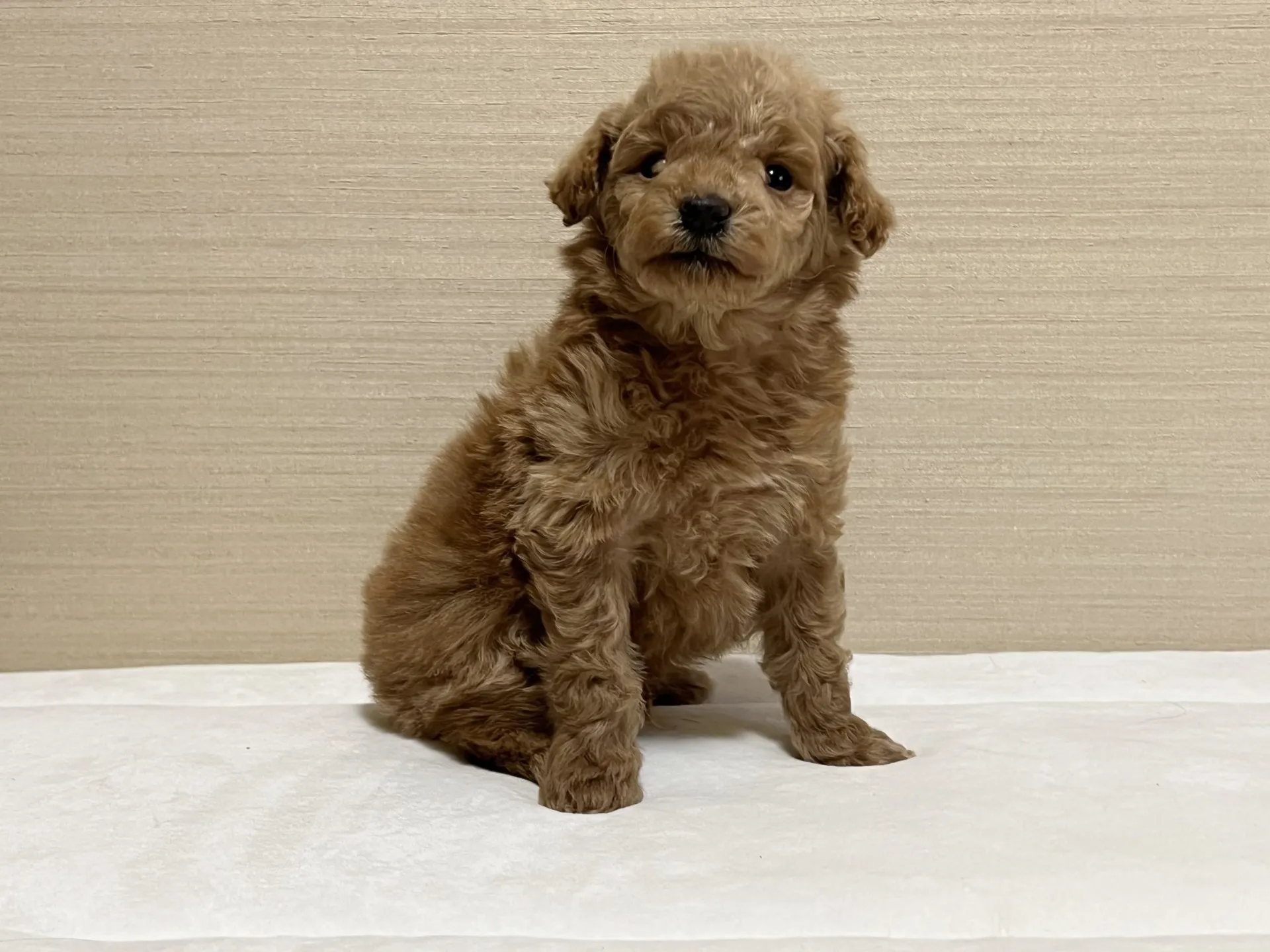 プードル(12/27生)