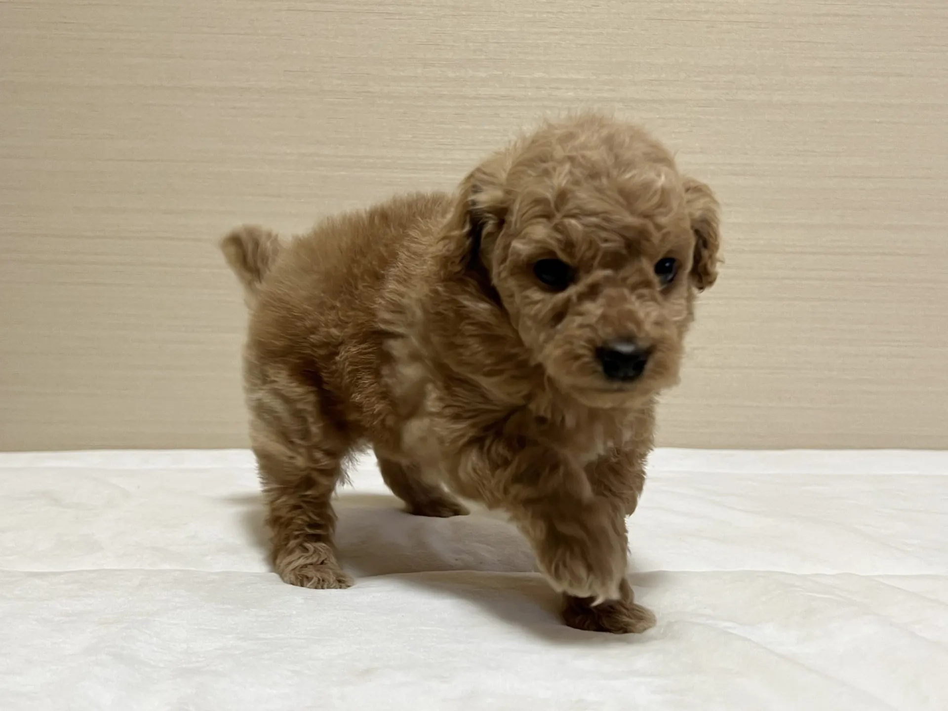 プードル(12/27生)