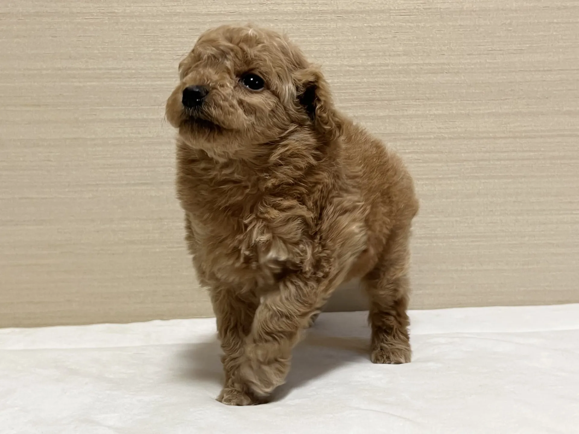 プードル(12/27生)