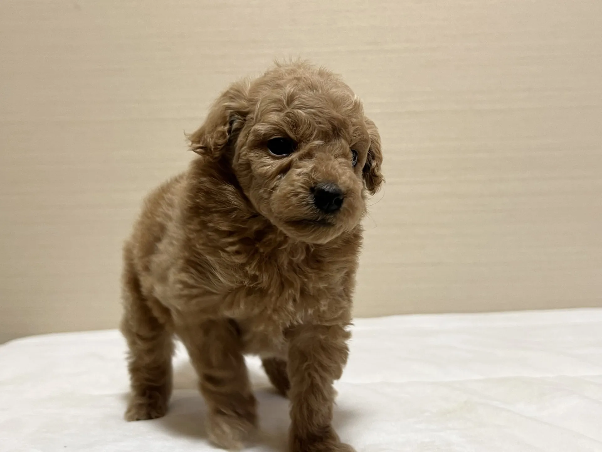 プードル(12/27生)