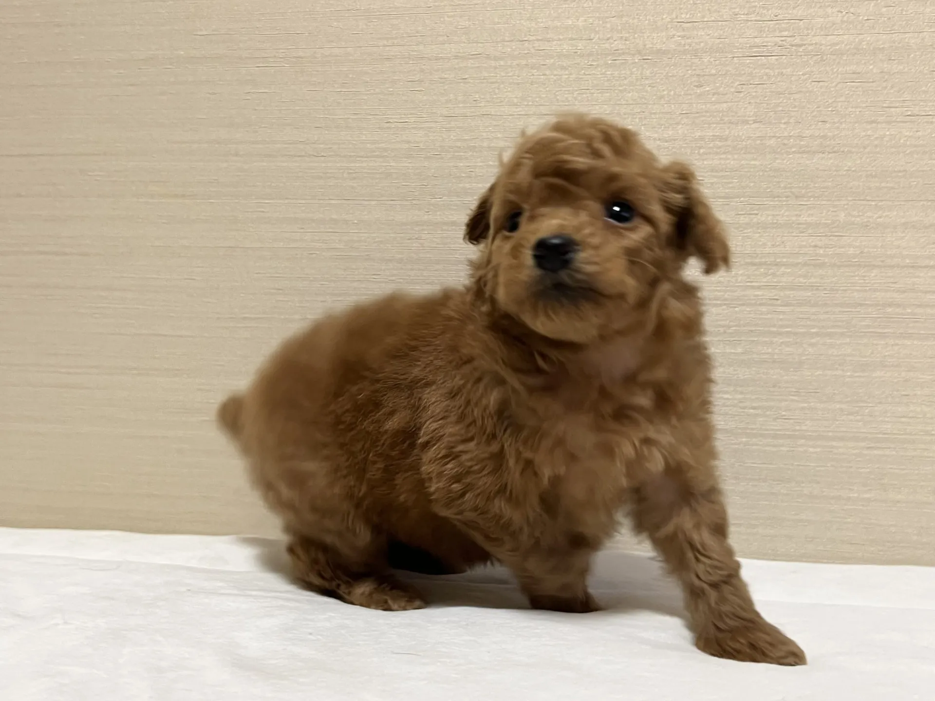 プードル(12/27生)