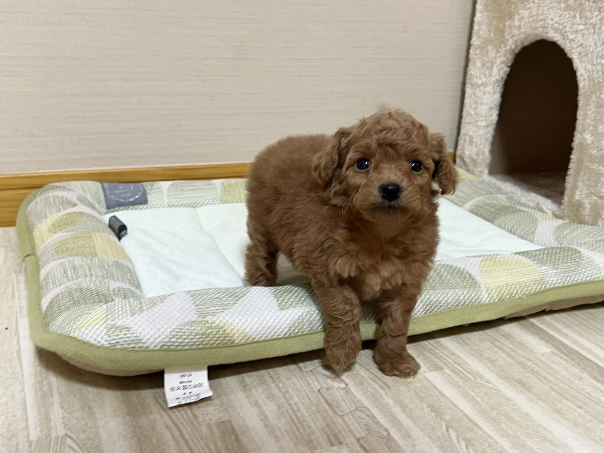 プードル(12/27生)