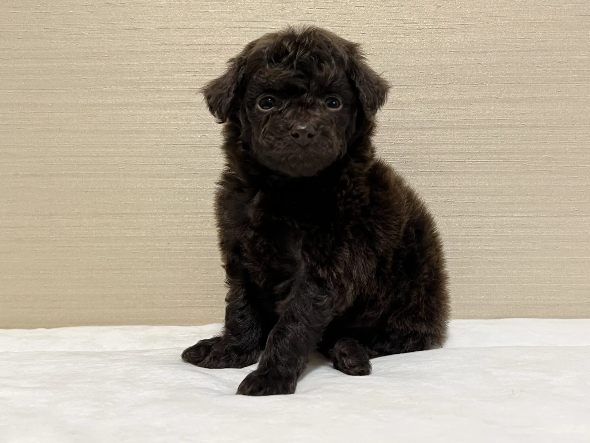 プードル(12/27生)