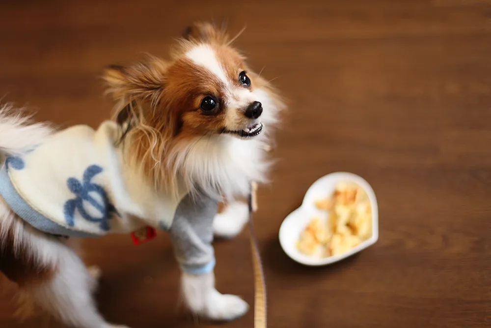 給餌量計算ページ　愛犬用