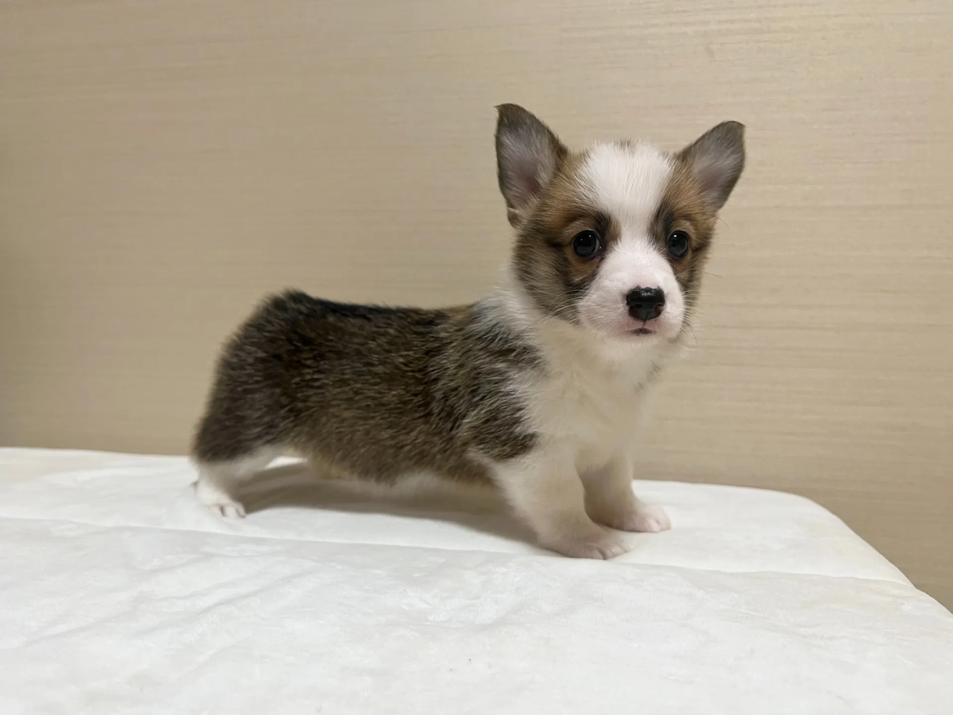 コーギー(4/24生)