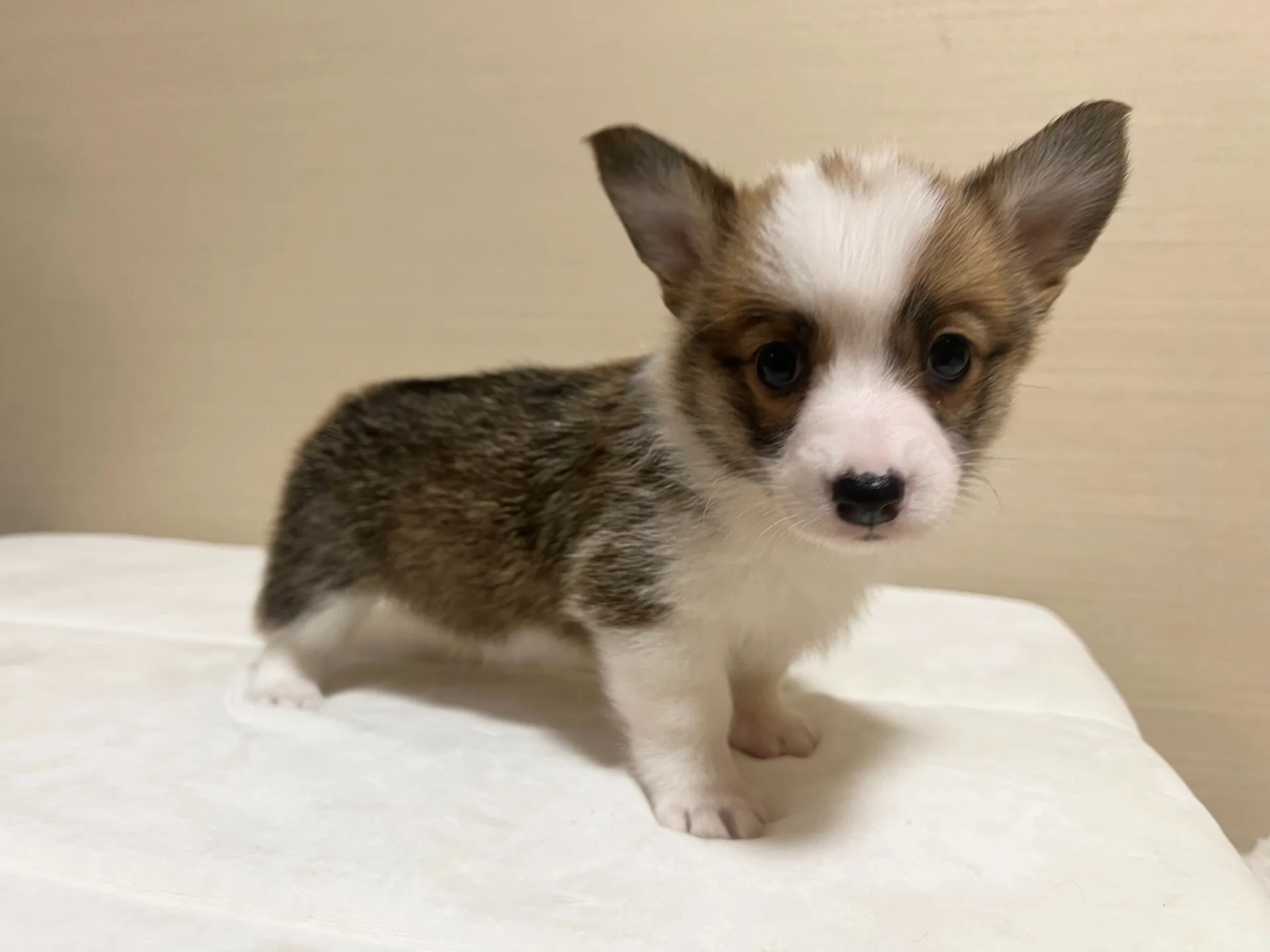 コーギー(4/24生)