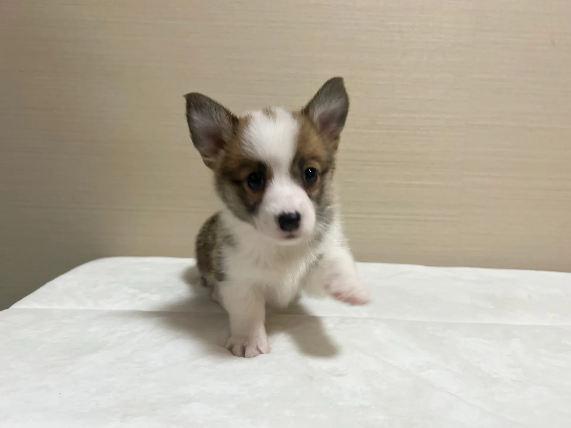 コーギー(4/24生)