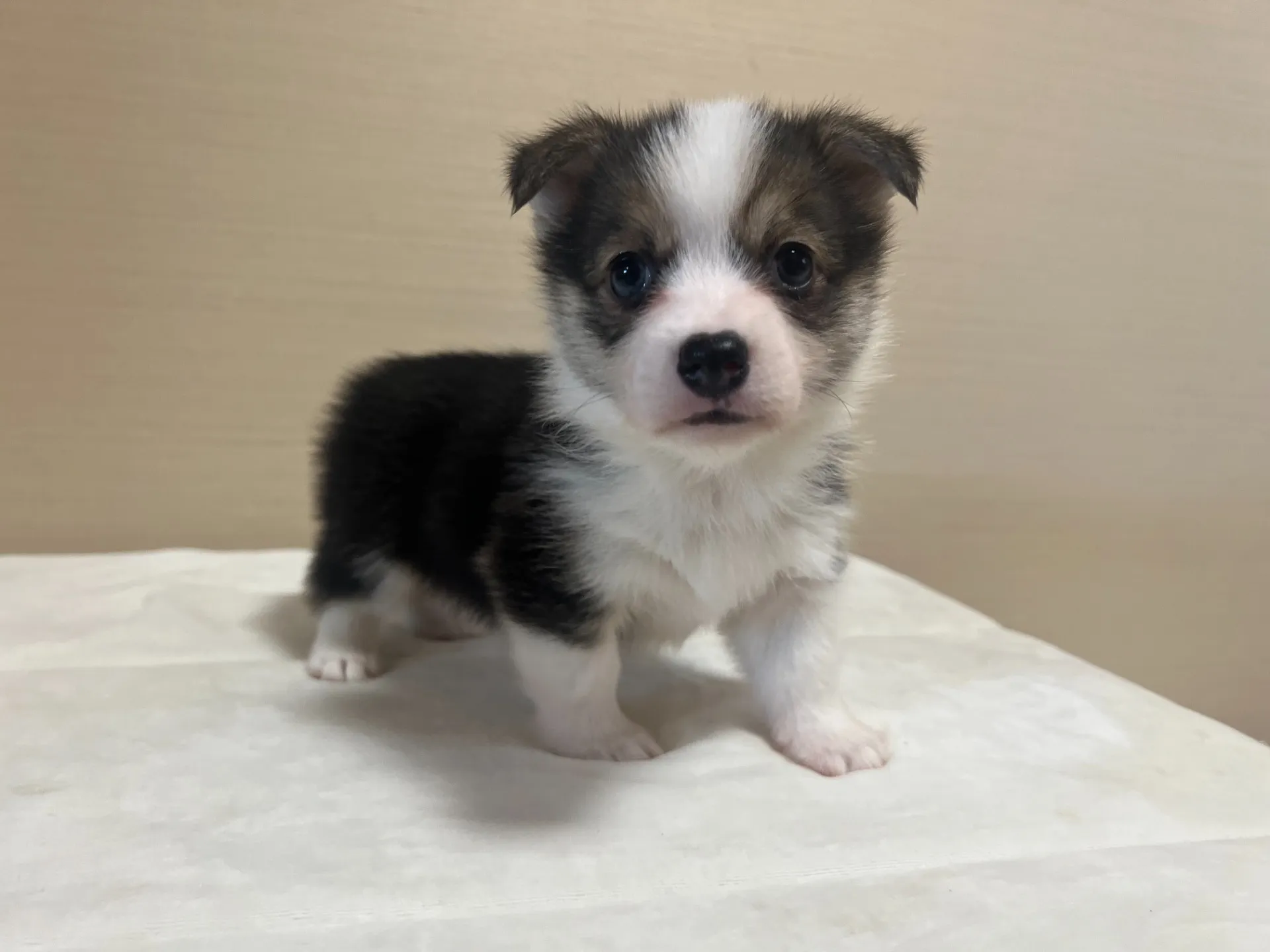 コーギー(4/24生)