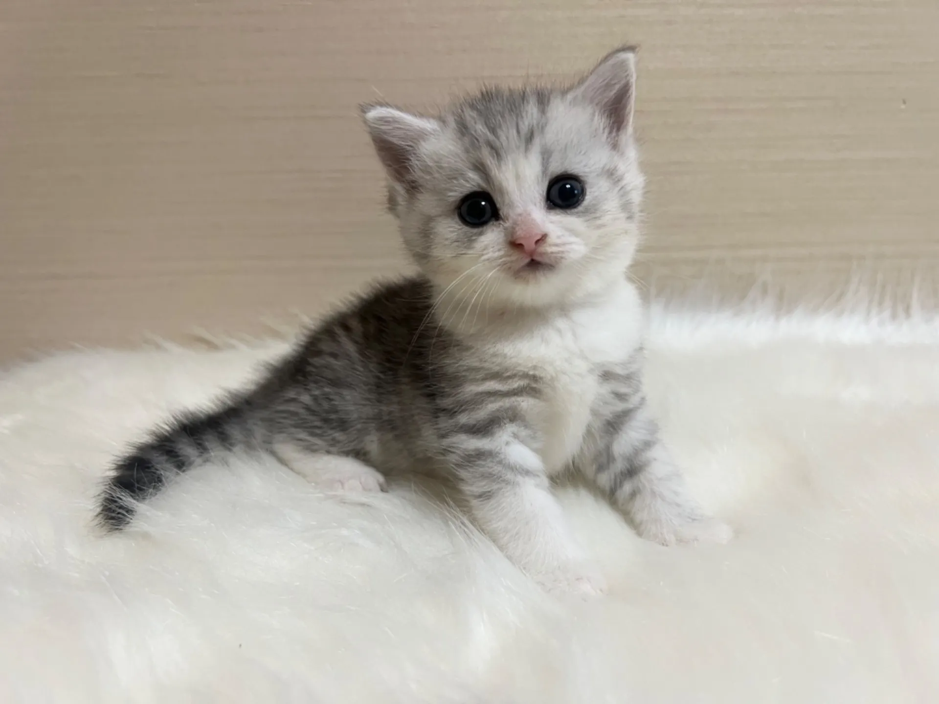 スコティッシュフォールド(5/26生)