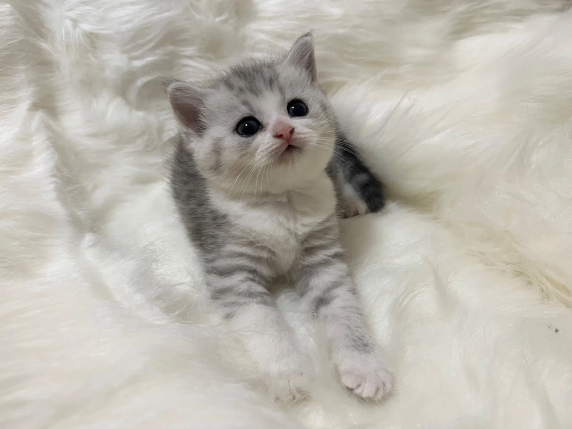 スコティッシュフォールド(5/26生)