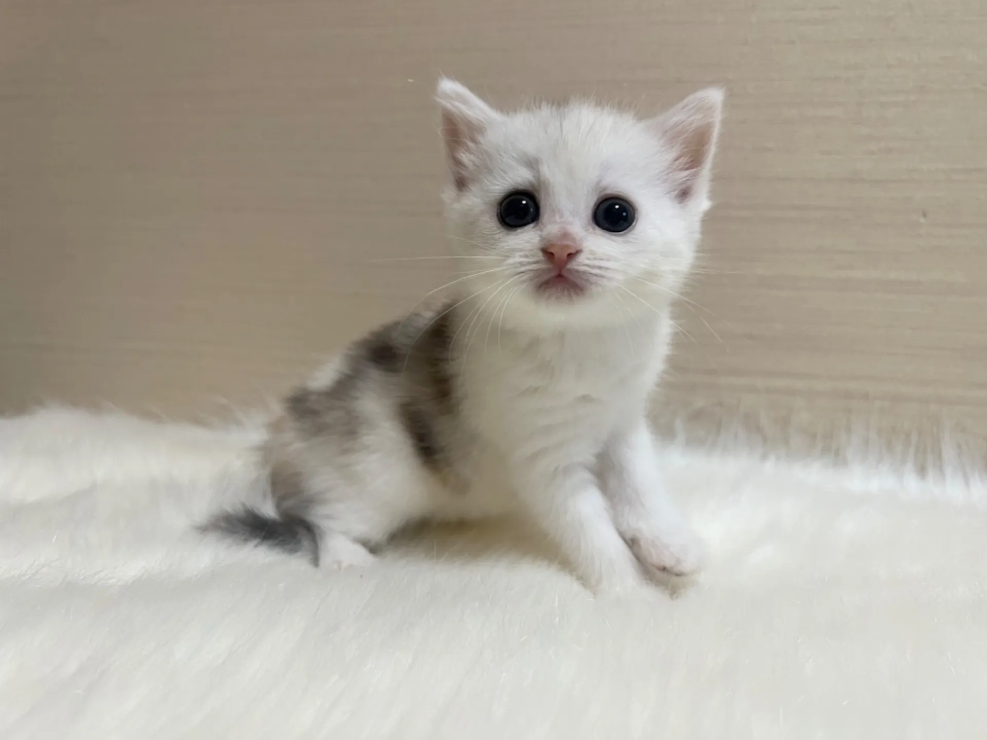 スコティッシュフォールド(5/26生)