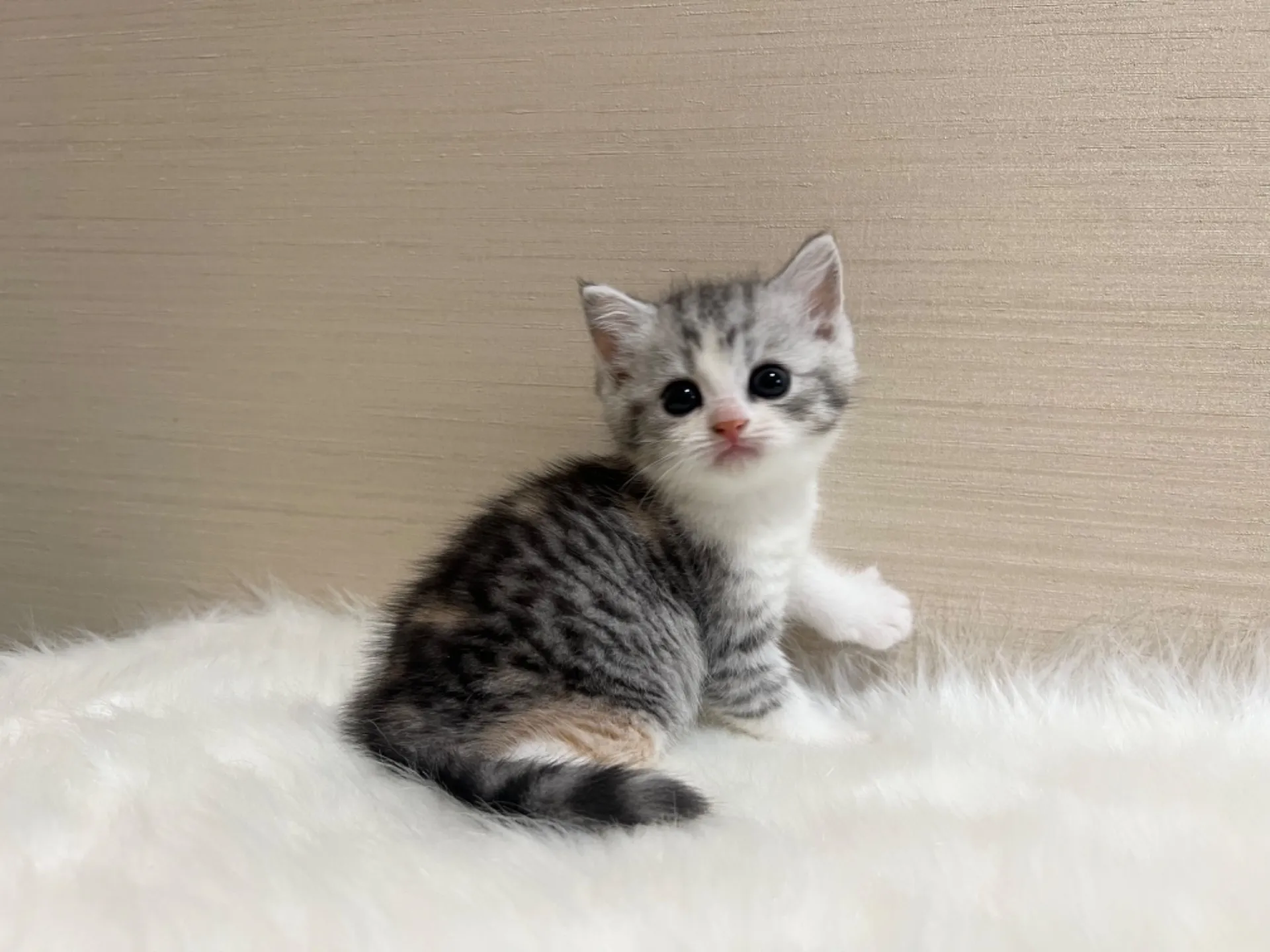 スコティッシュフォールド(5/26生)