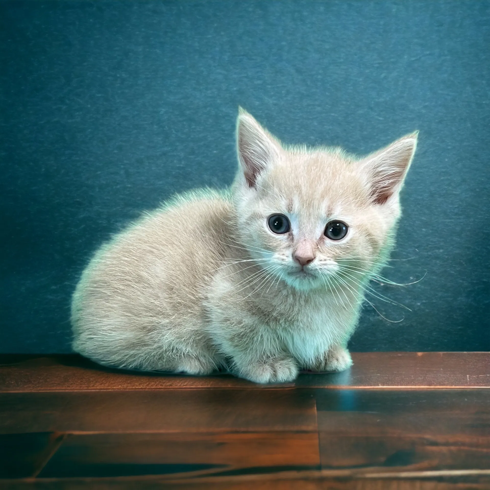 マンチカン(4/21生)