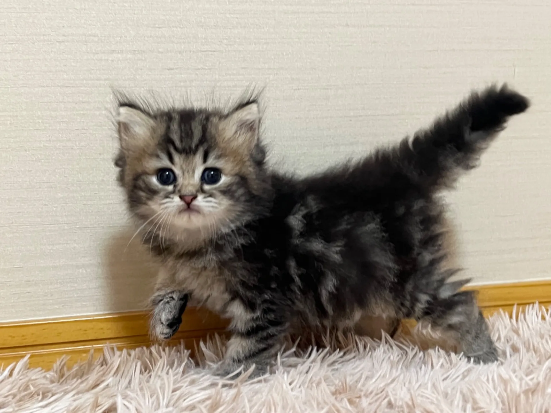 スコティッシュフォールド(6/2生)