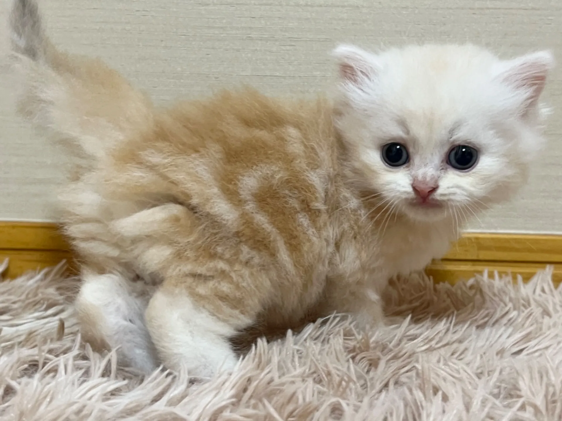 スコティッシュフォールド(6/2生)