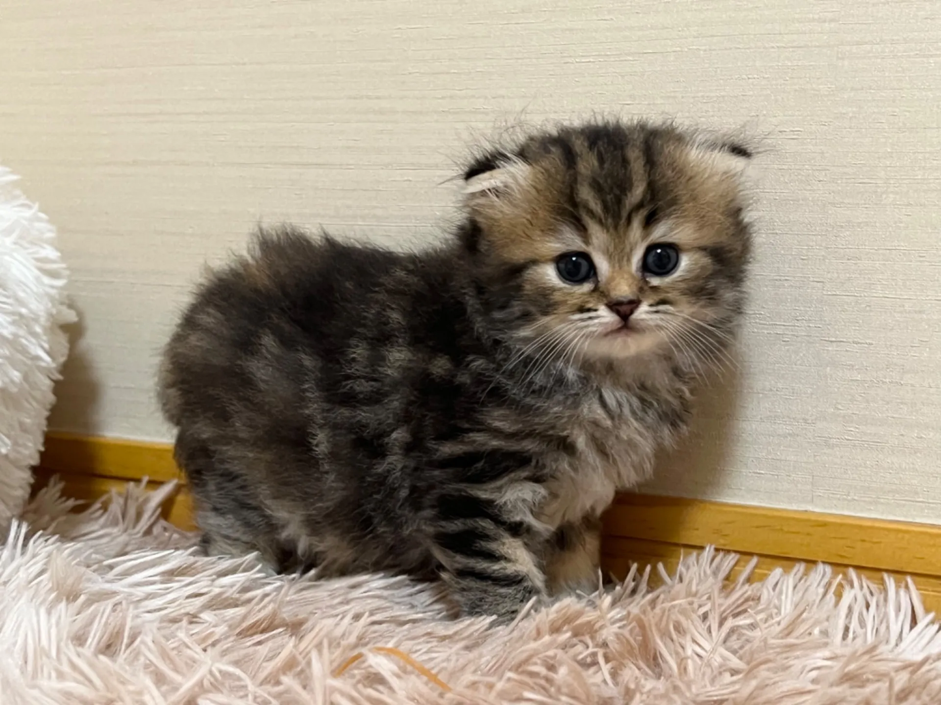 スコティッシュフォールド(6/2生)