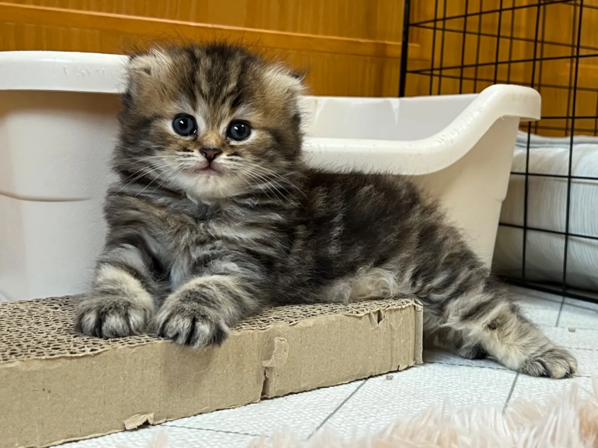 スコティッシュフォールド(6/2生)