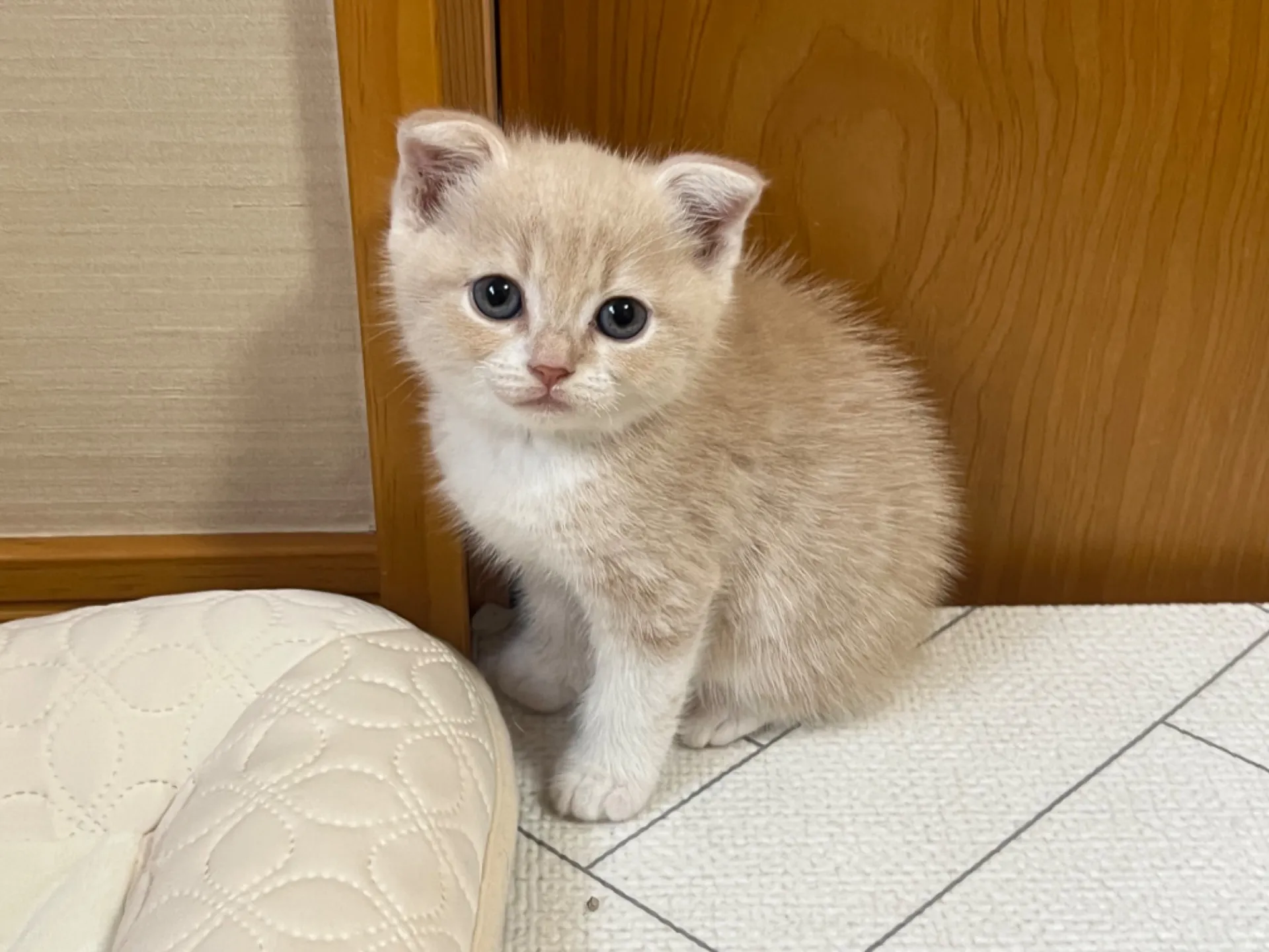 スコティッシュフォールド(6/3生)