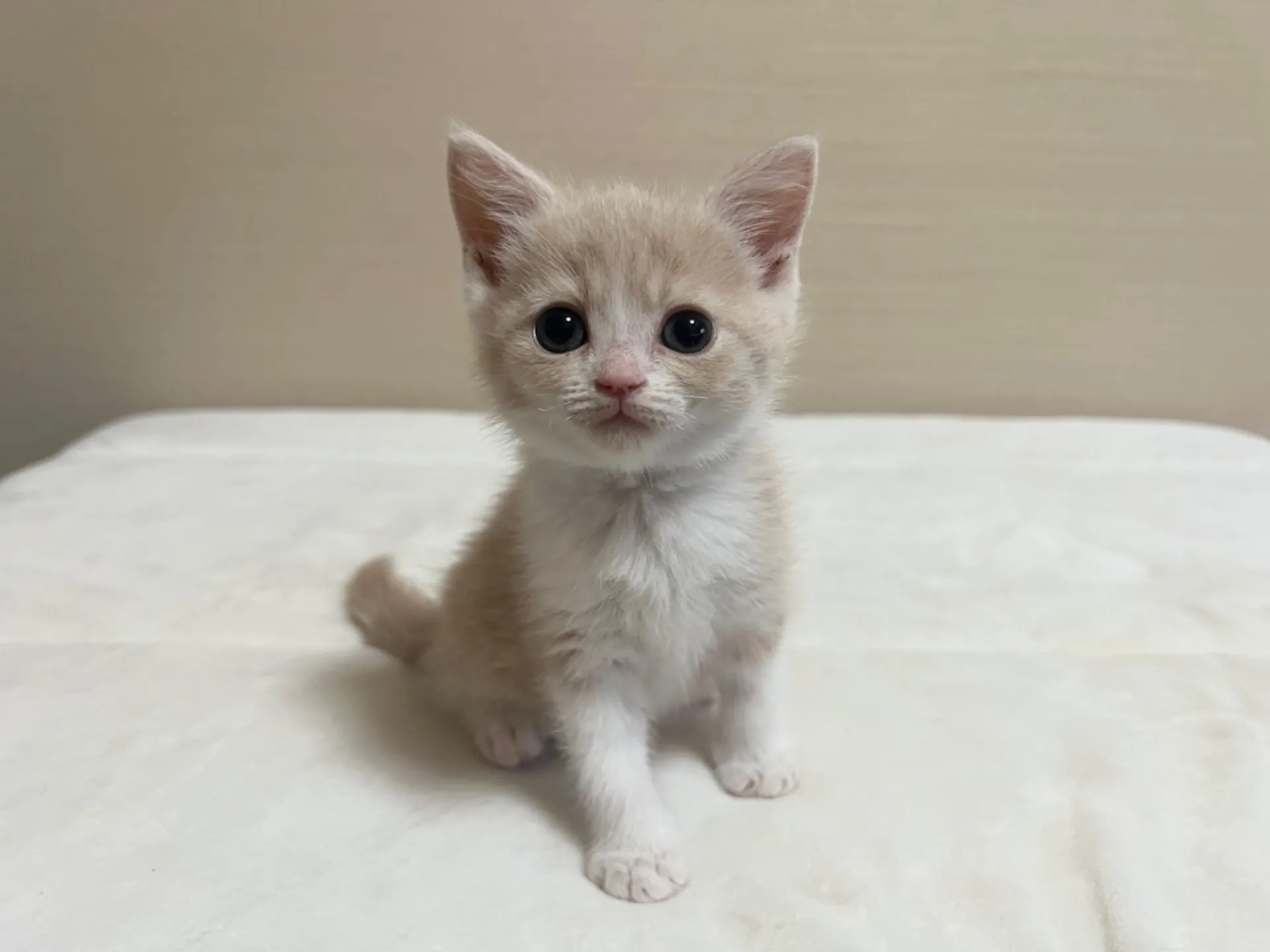 スコティッシュフォールド(6/3生)