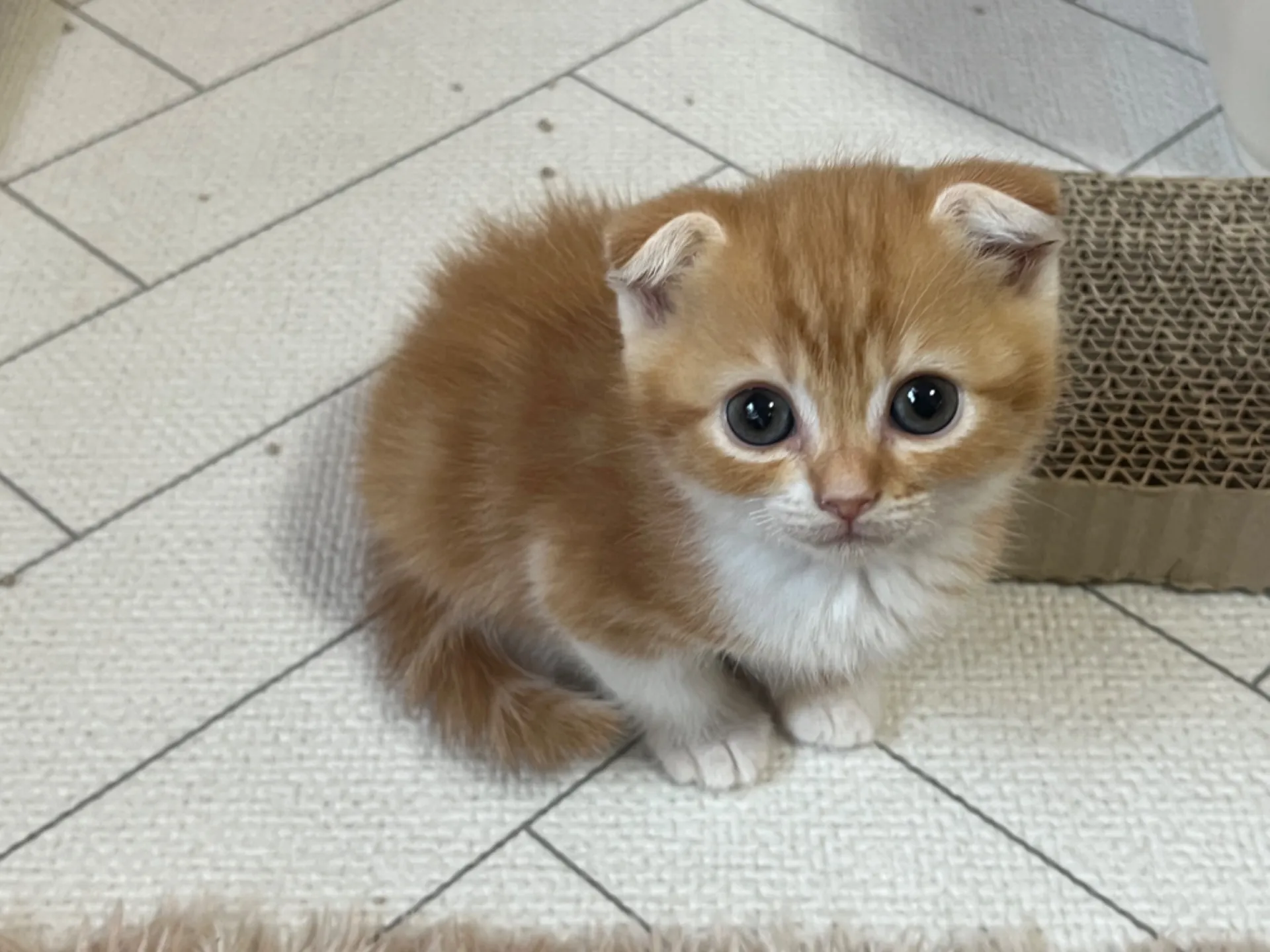 スコティッシュフォールド(6/3生)