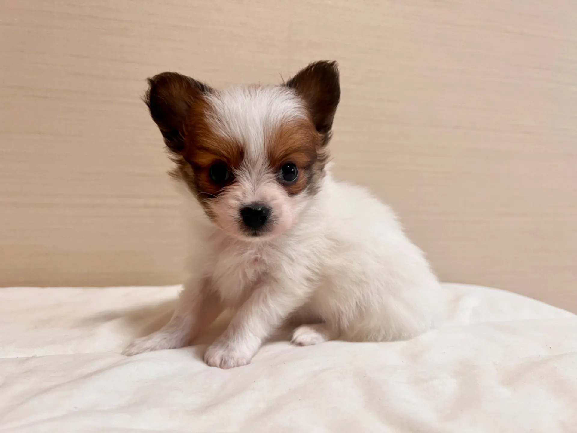 パピヨン(6/5生)