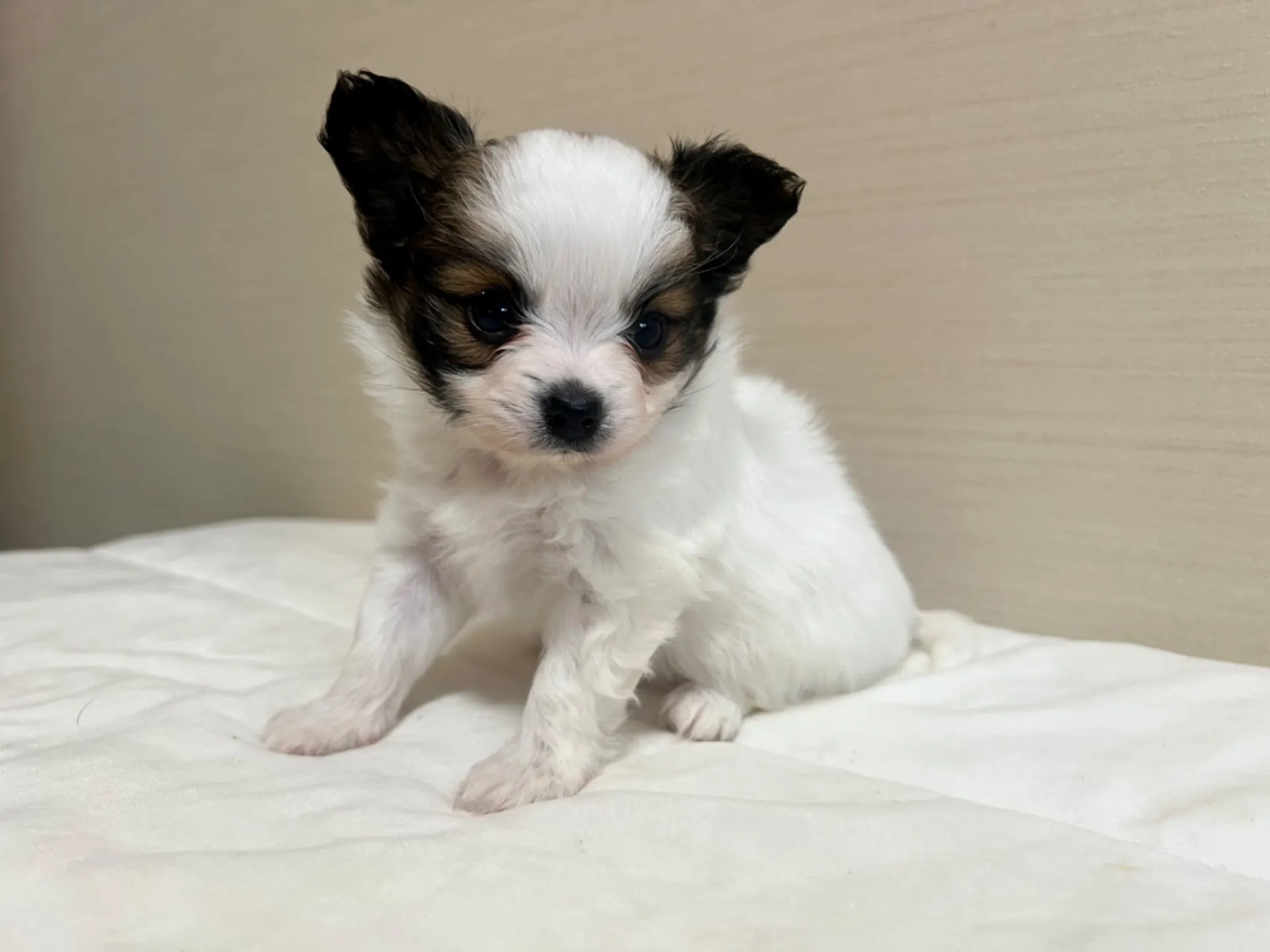 パピヨン(6/5生)