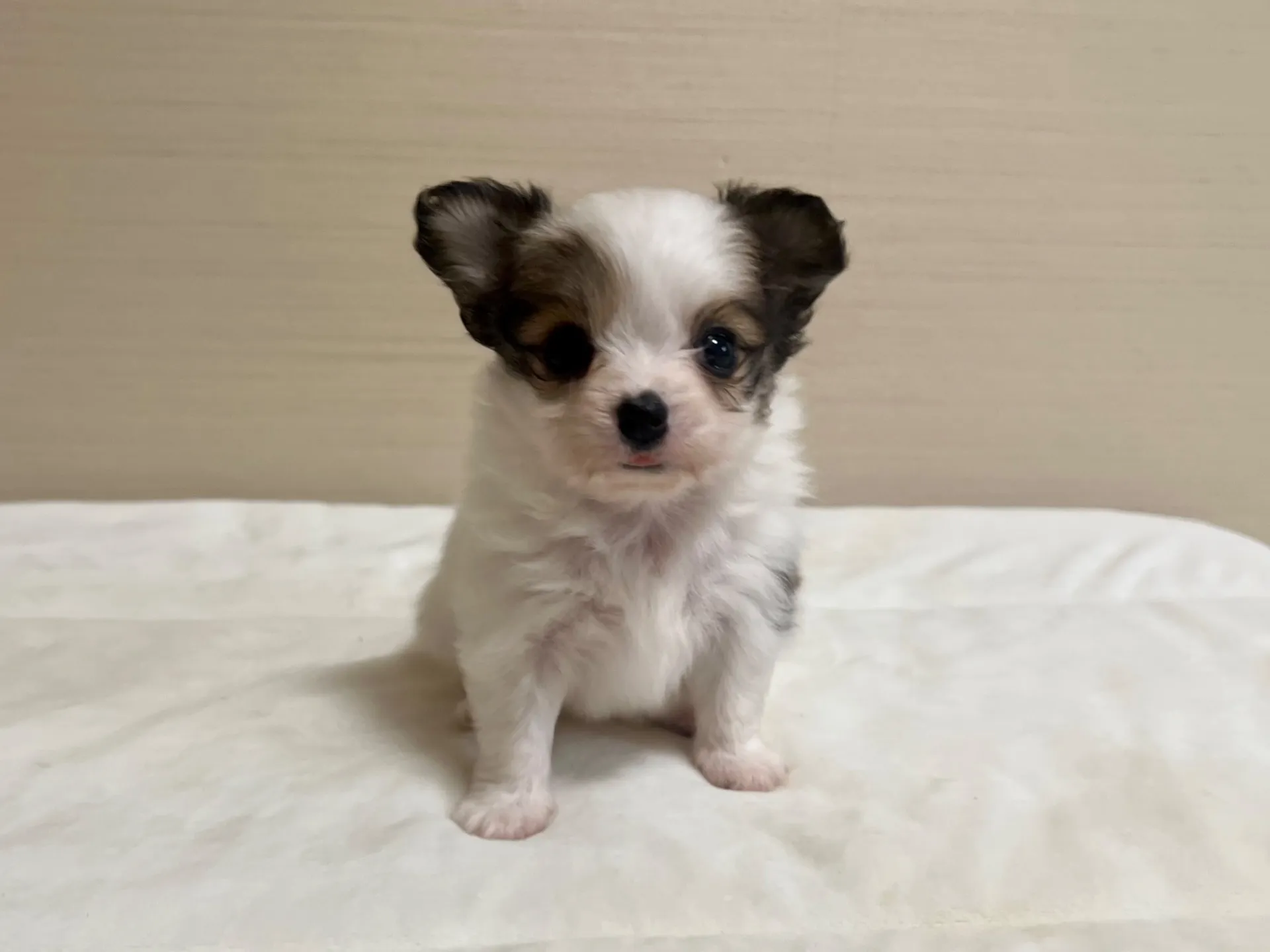 パピヨン(6/5生)