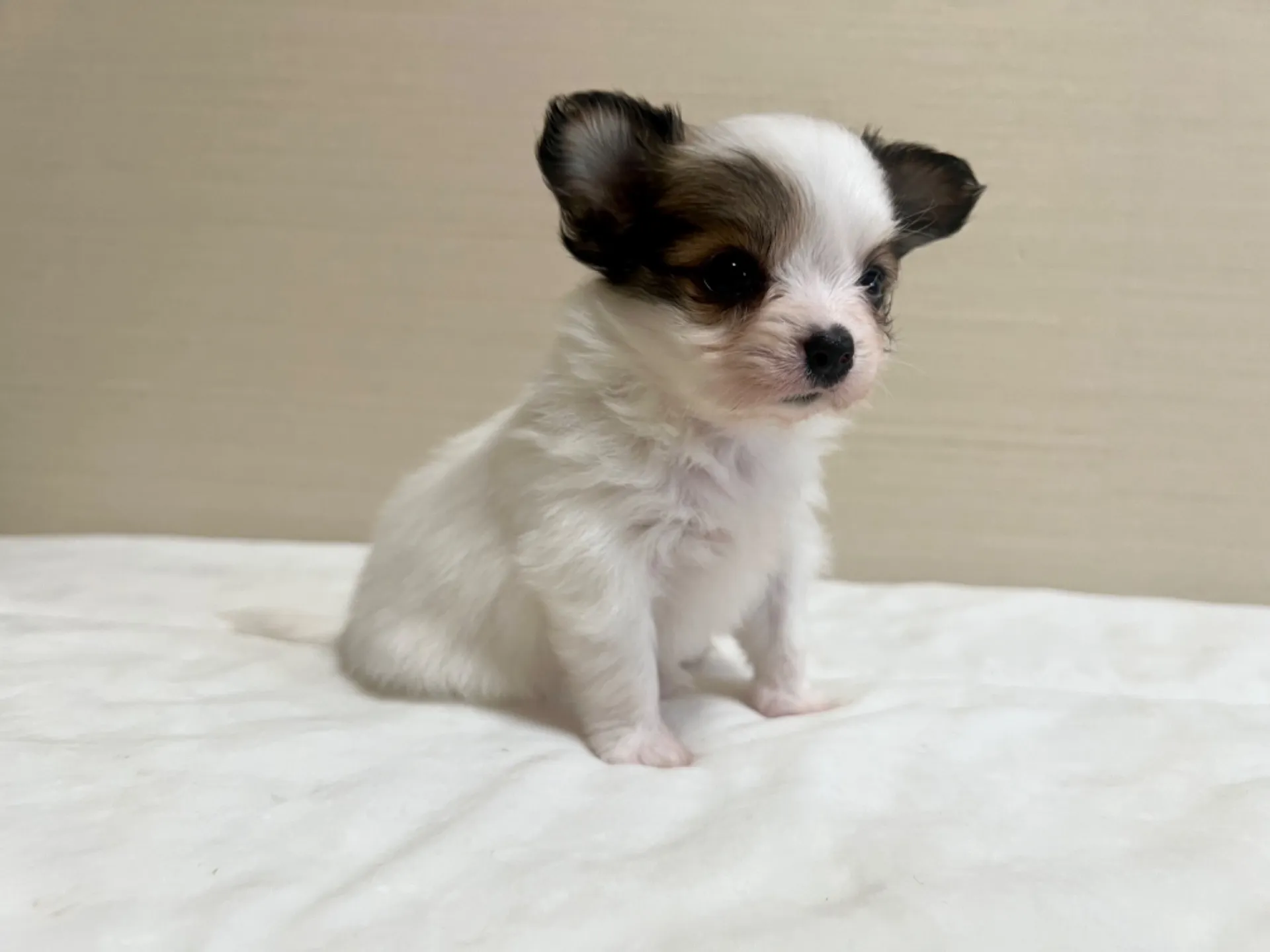 パピヨン(6/5生)