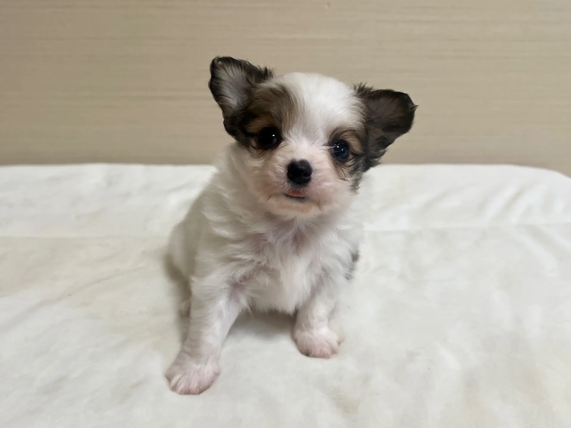 パピヨン(6/5生)