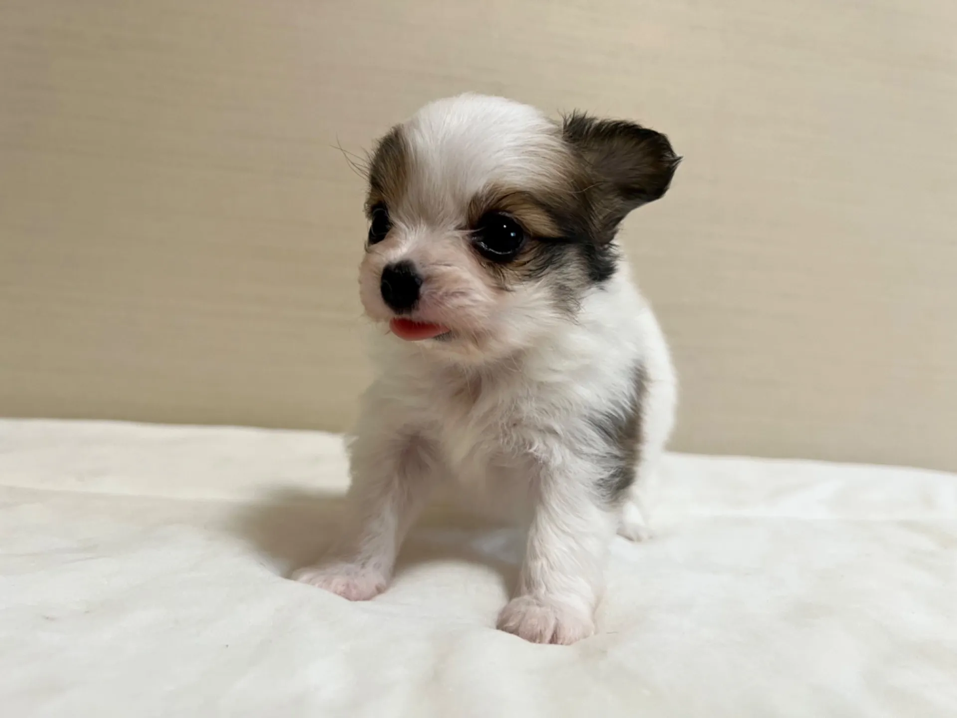 パピヨン(6/5生)