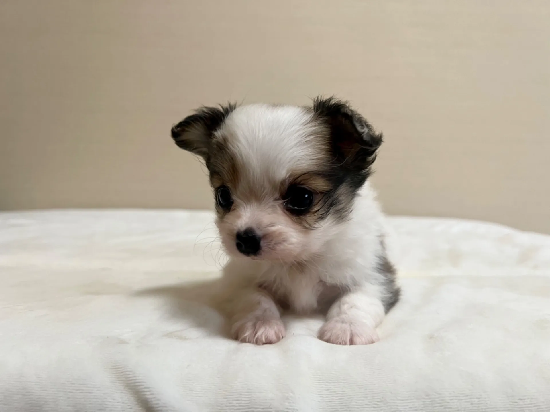 パピヨン(6/5生)